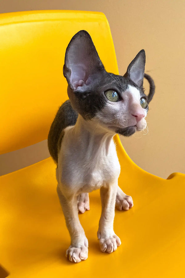 Rio | cornish rex kitten