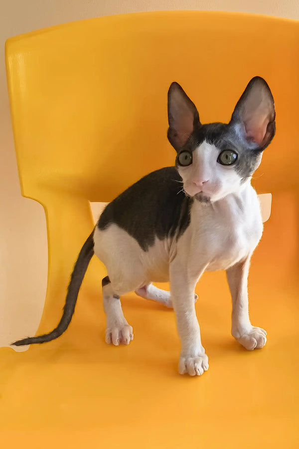 Rio | cornish rex kitten