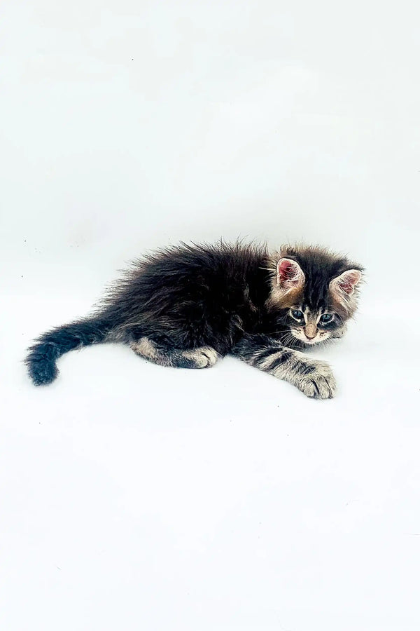 Fluffy gray tabby Maine Coon kitten lounging, showcasing its polydactyl paws