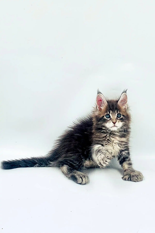 Fluffy Maine Coon kitten Rio with blue eyes and a bushy tail, polydactyl cuteness