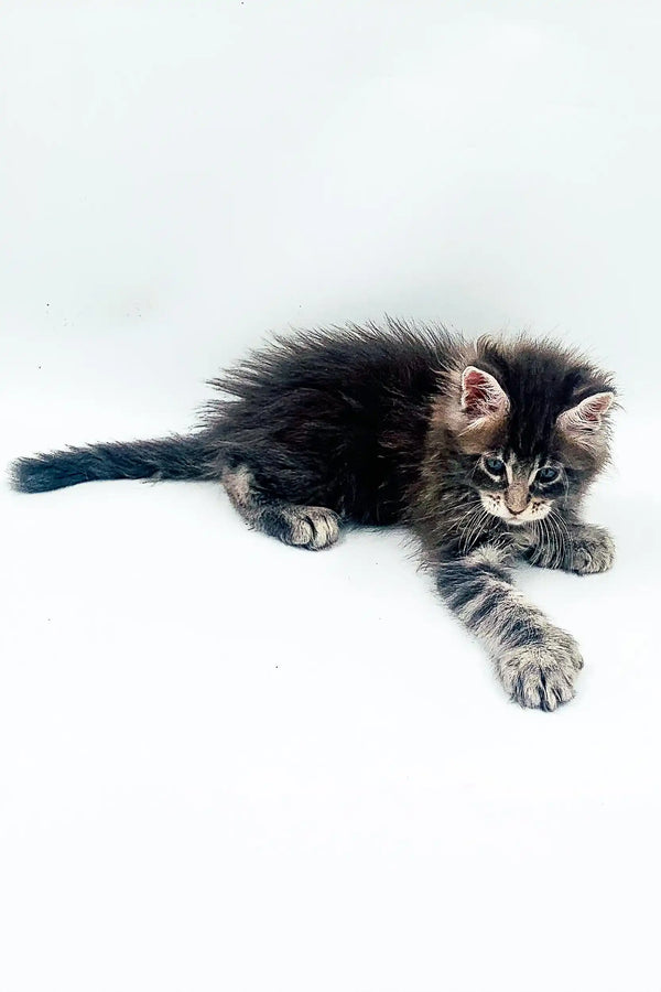 Fluffy gray tabby Polydactyl Maine Coon kitten stretching on its side for cuteness