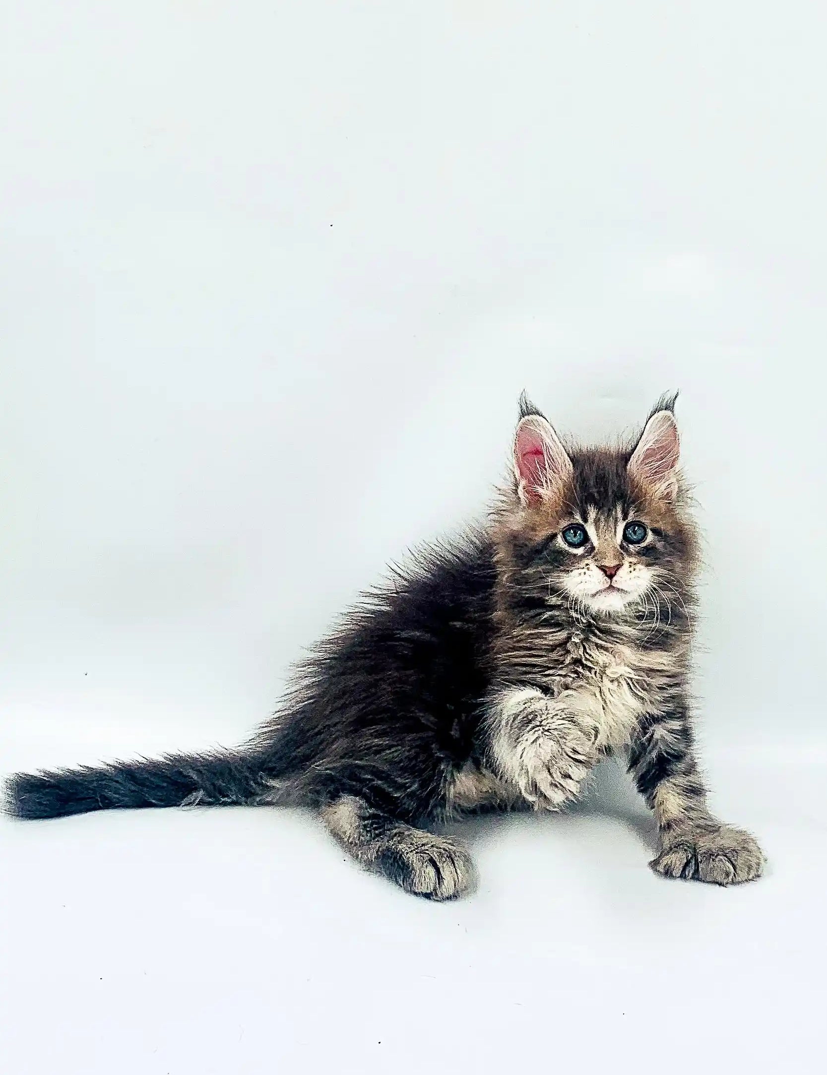 Maine Coon Kittens for Sale Rio | Polydactyl Kitten