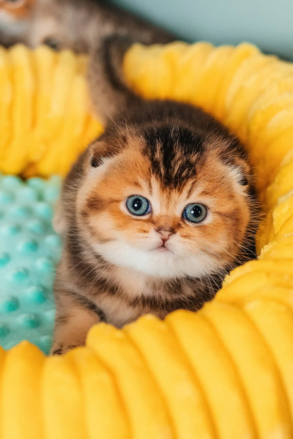 Adorable blue-eyed kitten named Rio from the Scottish Fold breed