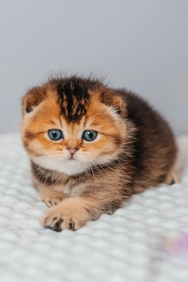 Adorable golden-brown Scottish Fold kitten named Rio with striking blue eyes