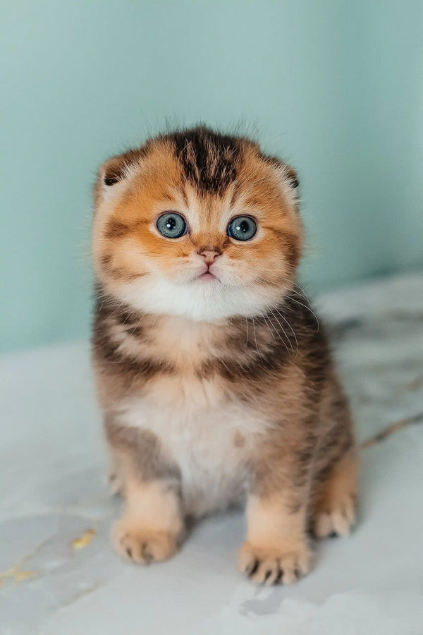 Adorable golden tabby kitten from Rio, the cute Scottish Fold Kitten