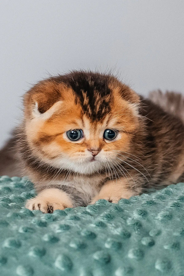 Adorable golden tabby kitten from the Rio Scottish Fold Kitten collection
