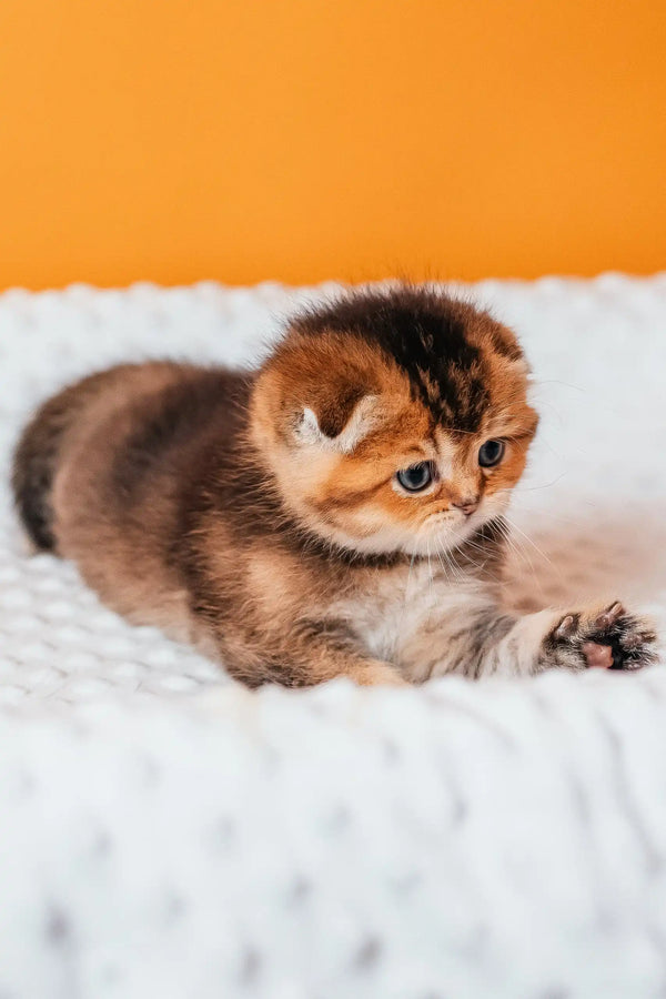 Golden-brown Scottish Fold kitten named Rio, super cute and fluffy!