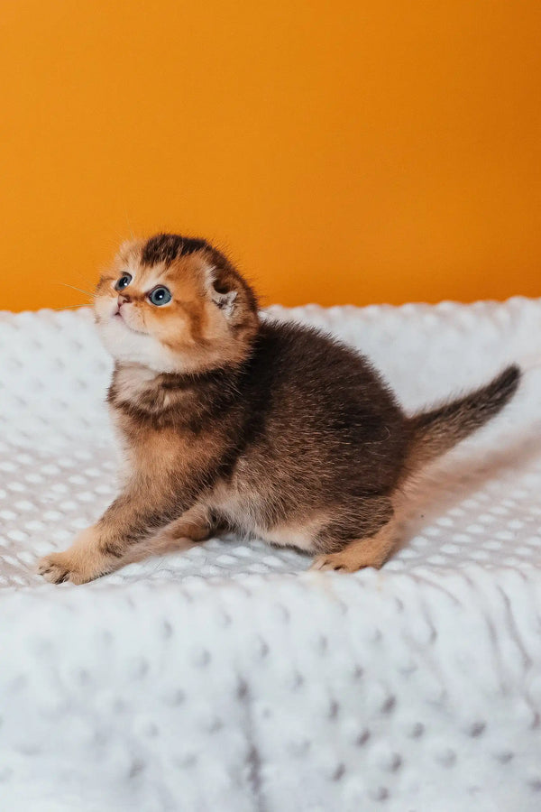Cute Golden and Brown Scottish Fold Kitten named Rio ready for a new home