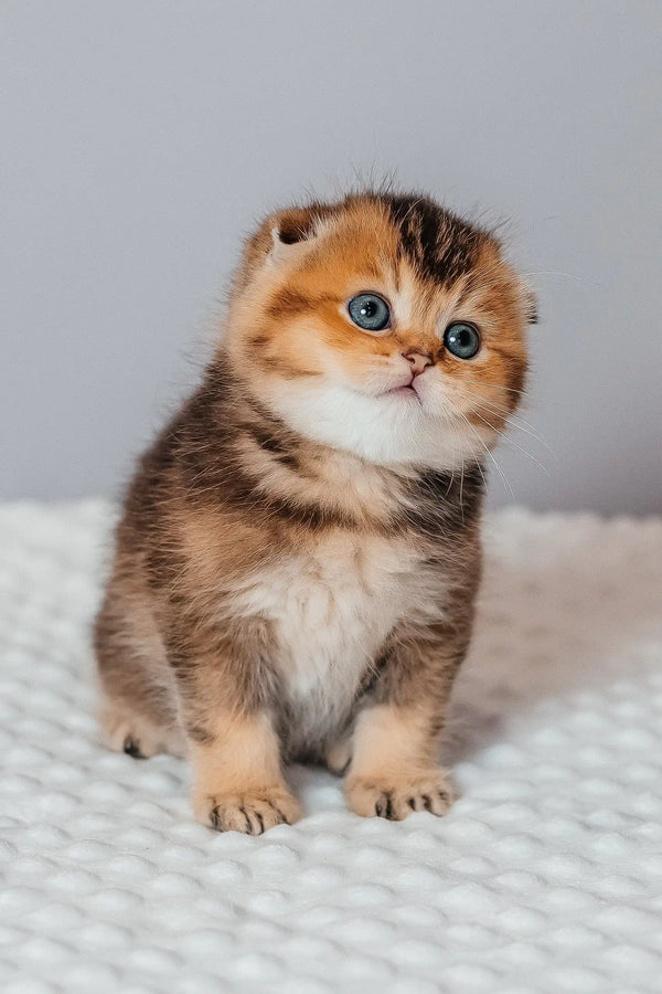 Golden brown Scottish Fold kitten named Rio, adorable and playful