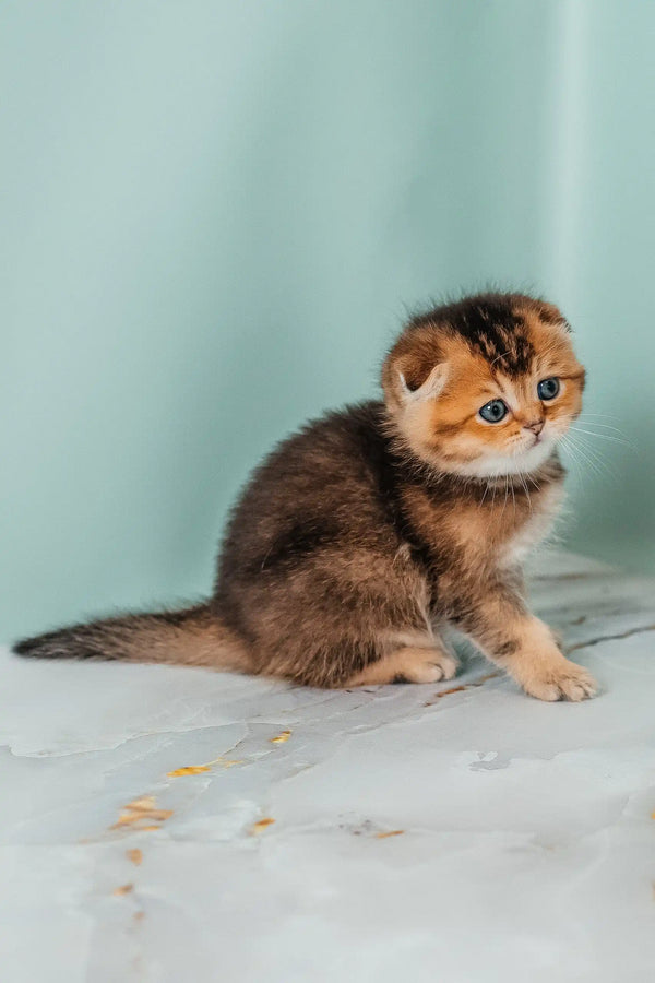 Adorable golden brown Scottish Fold kitten named Rio looking playful and cute