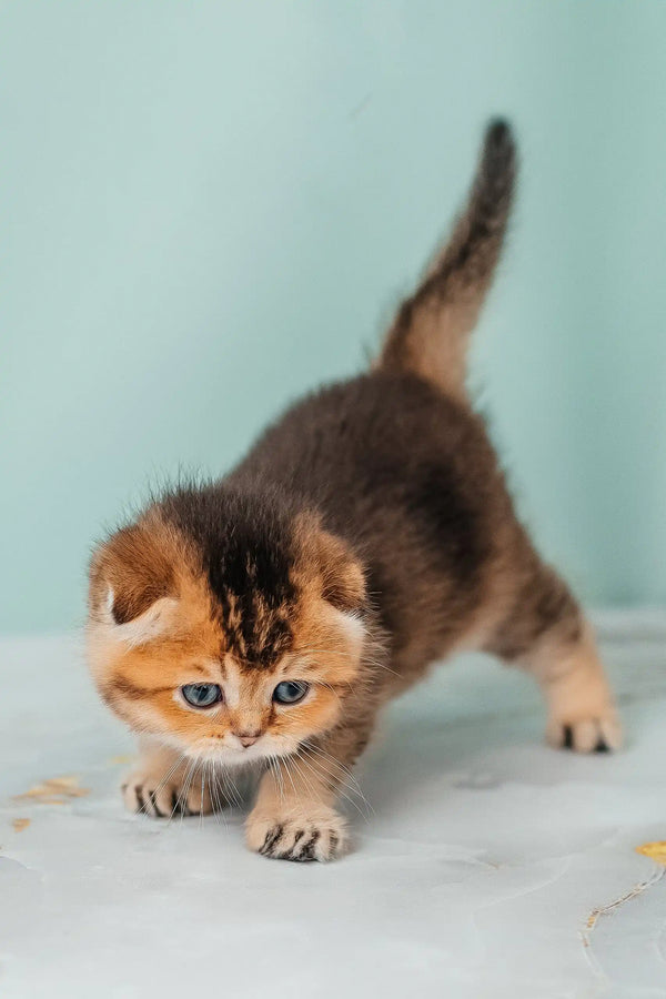 Golden-brown Scottish Fold kitten, Rio, with adorable folded ears