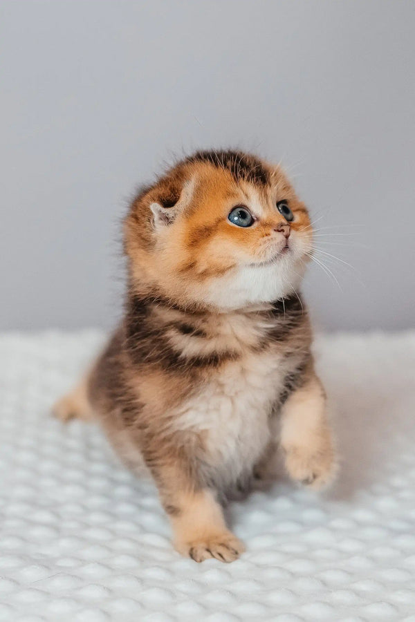 Golden tabby Scottish Fold kitten with adorable folded ears named Rio