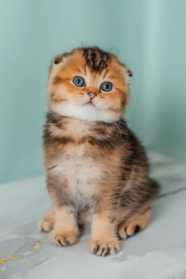Golden Tabby Scottish Fold Kitten named Rio, adorable and playful