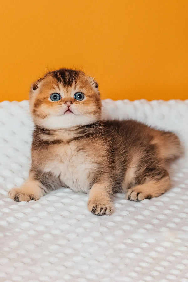 Golden tabby Scottish Fold kitten named Rio with cute round face and folded ears