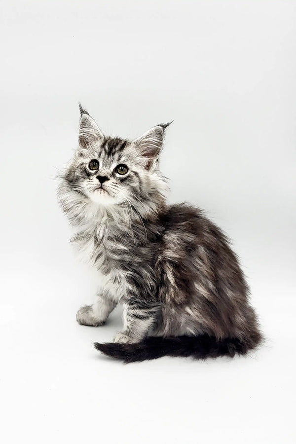 Fluffy gray and white Maine Coon kitten with big eyes and pointy ears, Riply
