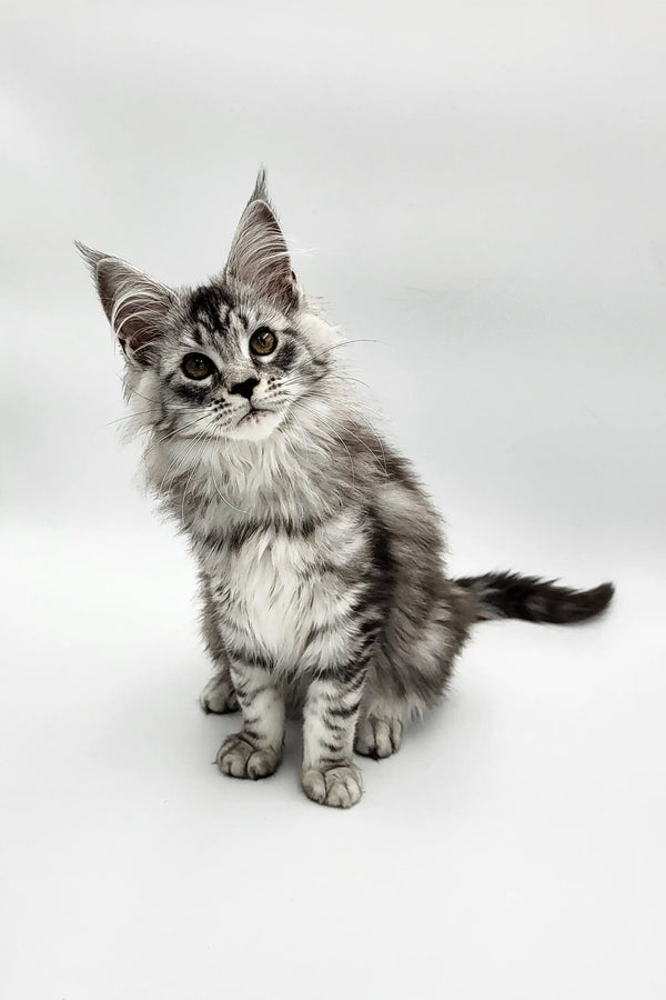 Fluffy gray and white Maine Coon kitten sitting upright, perfect for Riply product