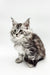 Fluffy gray and white Maine Coon kitten with ear tufts in Riply product display