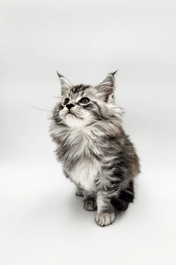 Fluffy gray and white Maine Coon kitten with pointed ears gazing upward