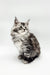 Fluffy gray and white Maine Coon kitten sitting upright, looking adorable