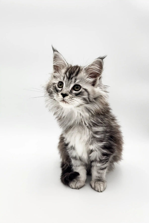 Fluffy gray and white Maine Coon kitten with cute pointed ears for Riply