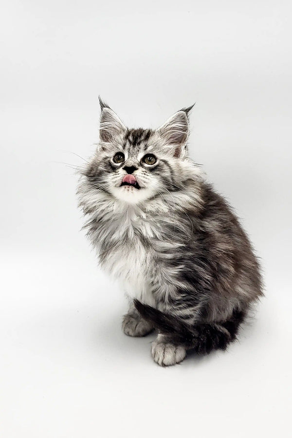 Fluffy gray and white Maine Coon kitten with pointed ears and tongue out cutely
