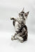 Playful Maine Coon kitten sitting upright with one paw raised, ready for fun