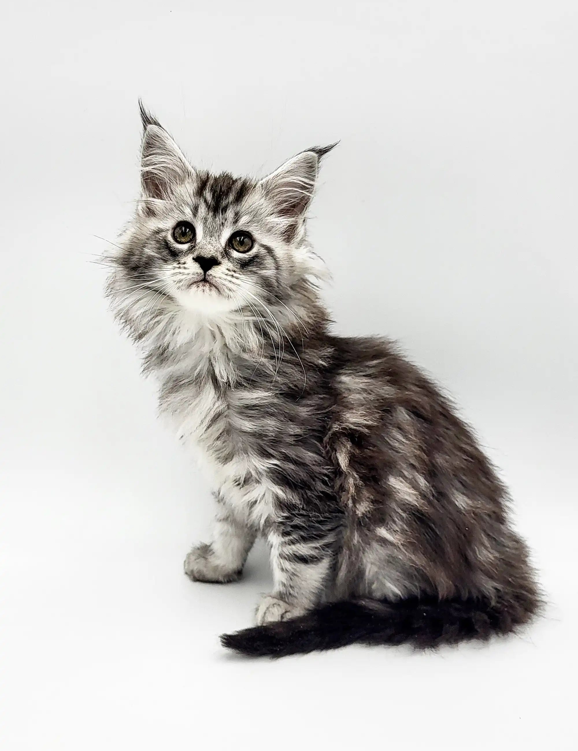 Maine Coon Kittens for Sale Riply | Kitten