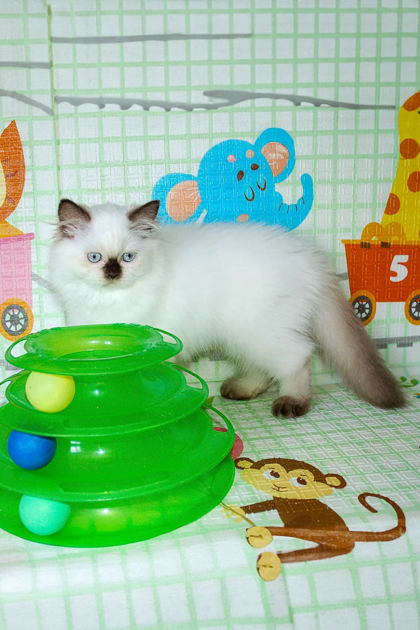 Fluffy Siamese kitten with blue eyes in Risha, a cute Scottish Straight Kitten