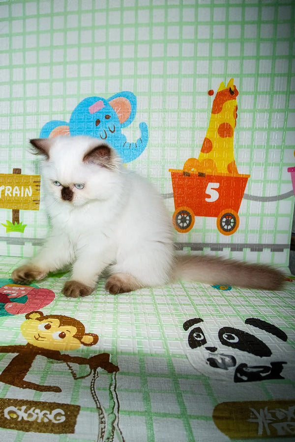 White Scottish Straight Kitten with dark features playing among colorful toy animals