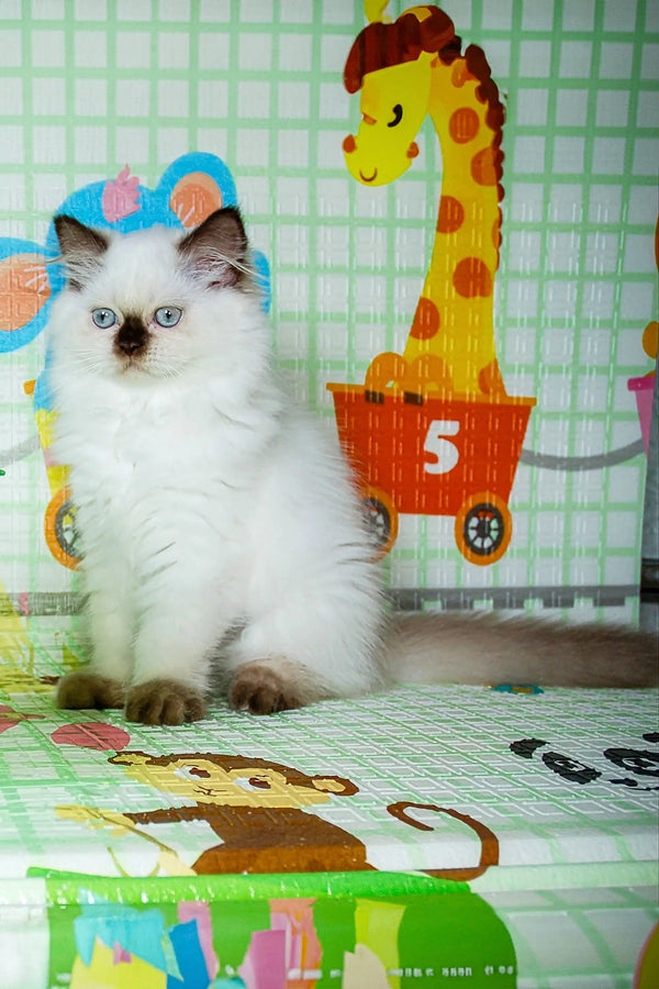 Fluffy white Scottish Straight kitten Risha with striking blue eyes and dark-tipped ears