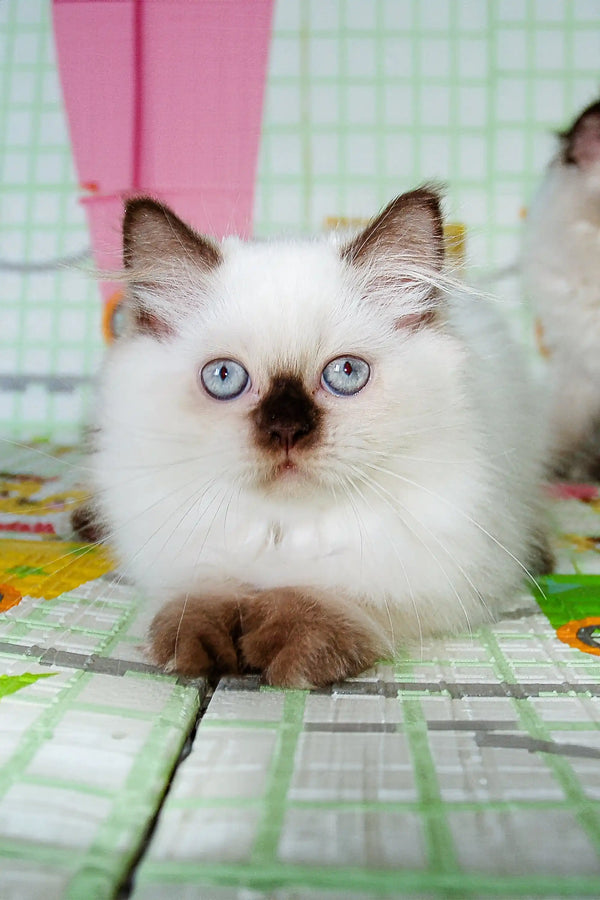 Fluffy Scottish Straight Kitten, Risha, with blue eyes and dark facial markings
