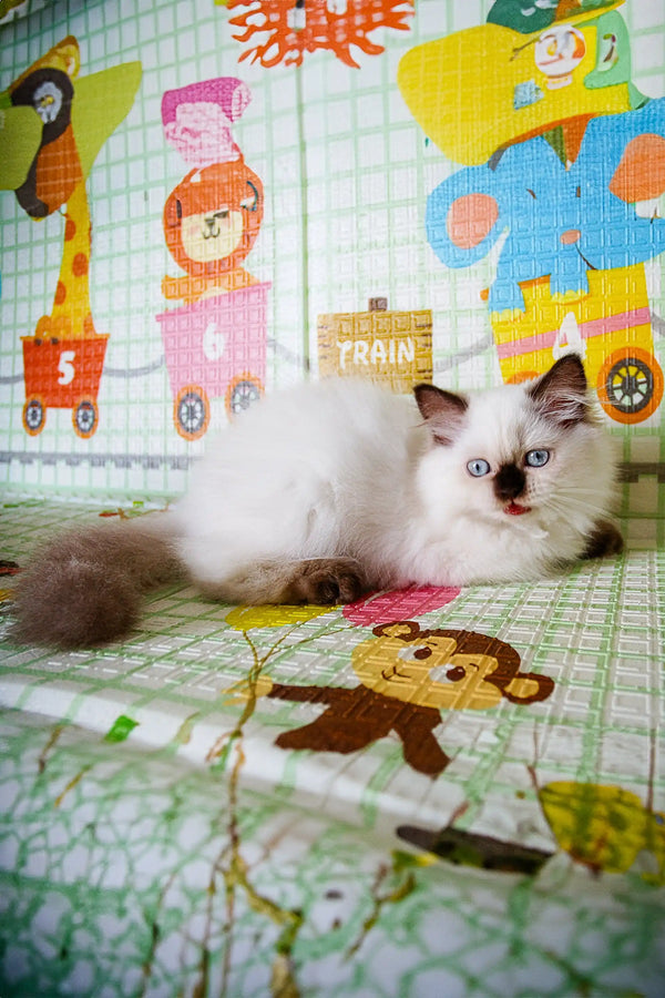 Fluffy white Scottish Straight Kitten with dark-tipped ears and cute face markings