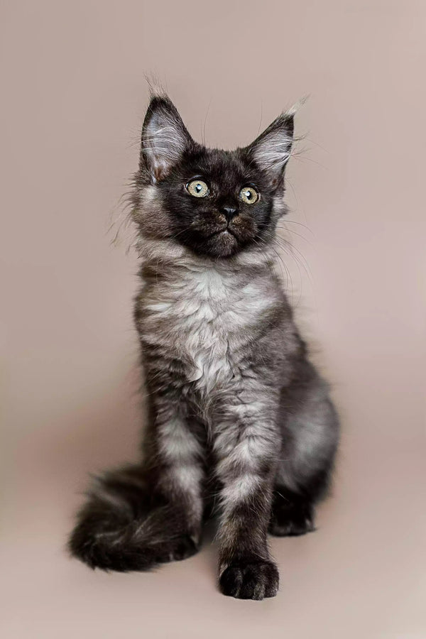 Fluffy gray and white Maine Coon kitten Rita with bright eyes sitting upright