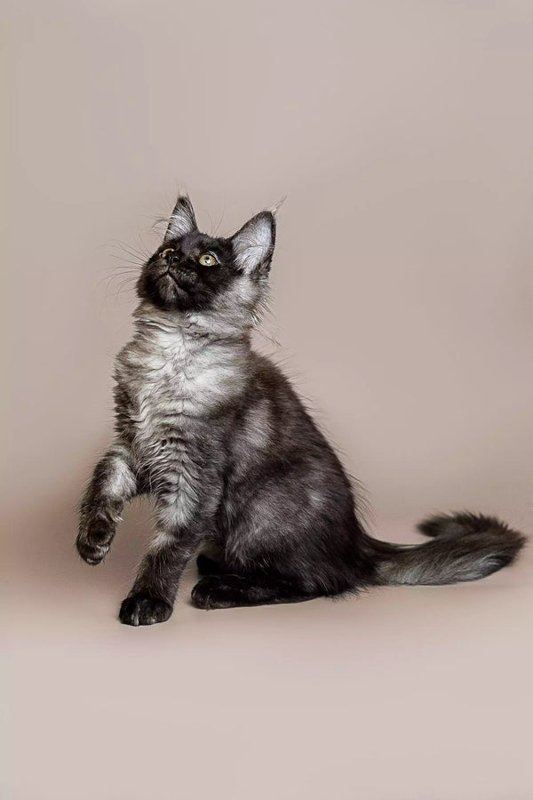 Fluffy black and white Maine Coon kitten Rita sitting upright with one paw raised