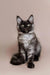 Fluffy black and white Maine Coon kitten with alert eyes and pointed ears