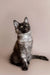 Fluffy gray and white Maine Coon kitten sitting upright with an alert expression