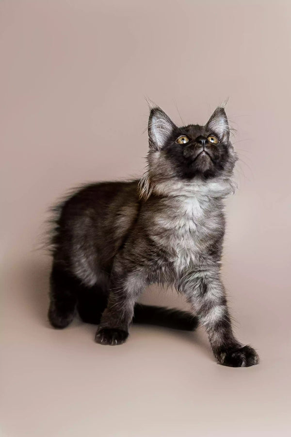 Fluffy gray and white Maine Coon kitten Rita gazing up with big, bright eyes