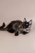 Fluffy gray and black Maine Coon kitten Rita lounging on her side happily