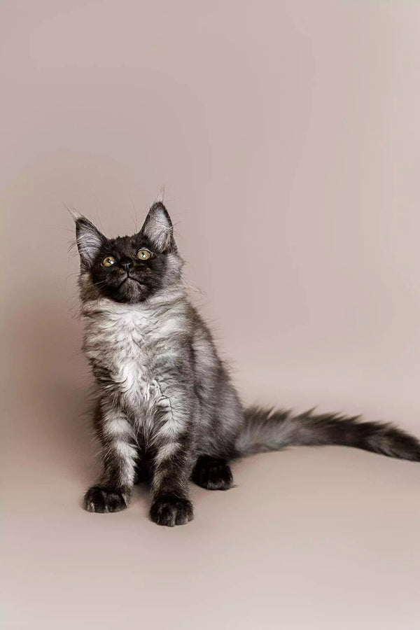 Siamese cat alert with fluffy tail beside Maine Coon Kitten Rita for a playful vibe
