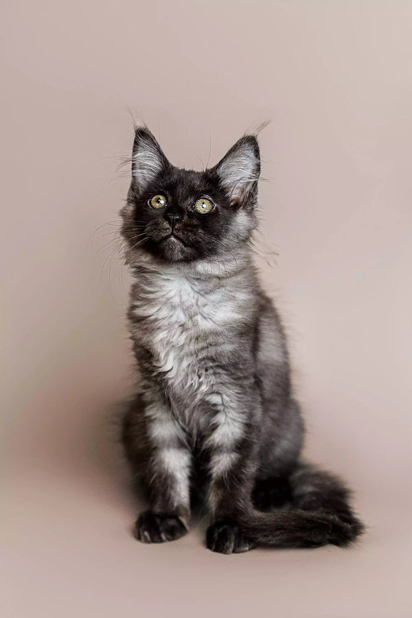 Fluffy gray and white Maine Coon kitten with big ears and bright eyes sitting upright