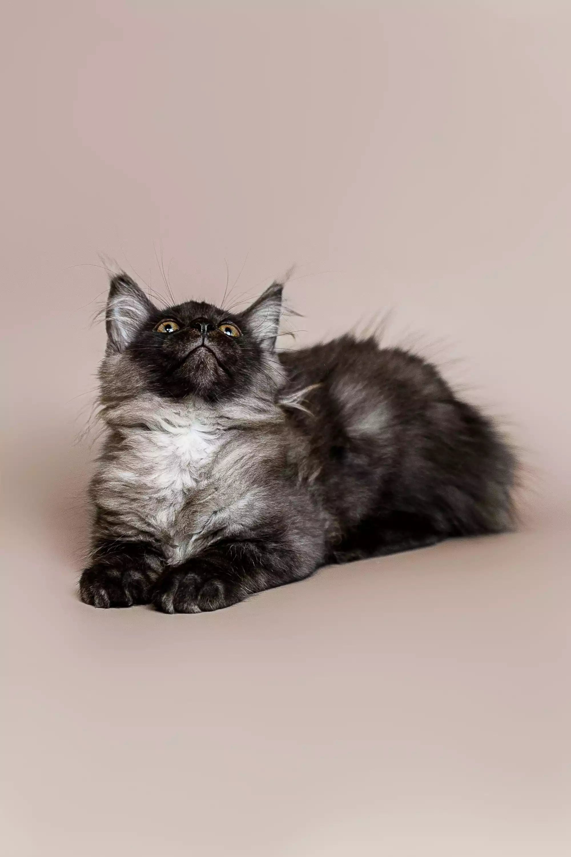 Maine Coon Kittens for Sale Rita | Kitten