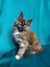 AVADA - Best Sellers Ritaa | Maine Coon Kitten