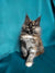 Fluffy gray and white Maine Coon kitten with ear tufts featured in Ritaa product