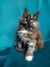 Fluffy Maine Coon kitten Ritaa with multi-colored fur and bright eyes