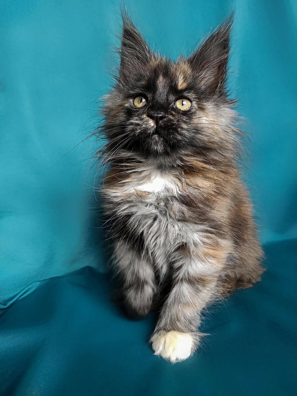 Fluffy Maine Coon kitten with green eyes and multi-colored fur in Ritaa product