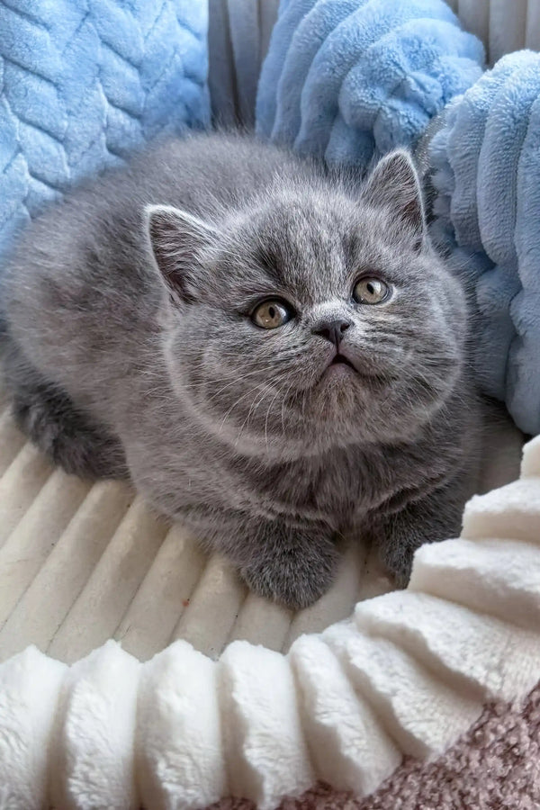 Fluffy gray kitten from Ritchell Scottish Straight Kitten collection, super cute!