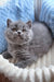 Fluffy gray British Shorthair kitten featured in Ritchell Scottish Straight Kitten product