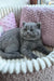 Gray British Shorthair kitten from Ritchell Scottish Straight Kitten collection