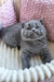 Gray British Shorthair kitten in a Ritchell Scottish Straight Kitten product