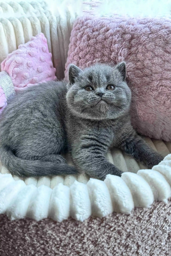 Adorable Gray British Shorthair kitten from Ritchell Scottish Straight Kitten collection